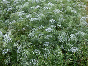 Ammi majus